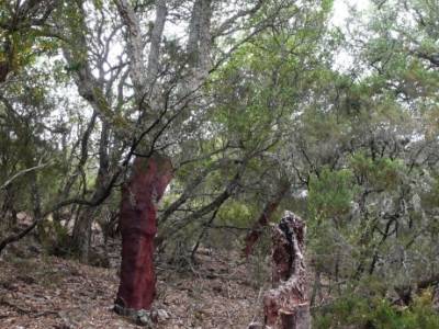 Parque Nacional Monfragüe - Reserva Natural Garganta de los Infiernos-Jerte; viajes senderismo madr